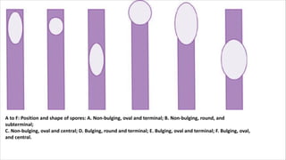 A to F: Position and shape of spores: A. Non-bulging, oval and terminal; B. Non-bulging, round, and
subterminal;
C. Non-bulging, oval and central; D. Bulging, round and terminal; E. Bulging, oval and terminal; F. Bulging, oval,
and central.
 