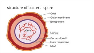 structure of bacteria spore
 