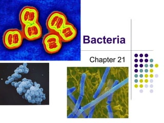 Bacteria Chapter 21 