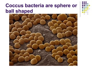 Bacteria Power Point | PPT