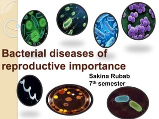Bacterial diseases of
reproductive importance
Sakina Rubab
7th semester
 