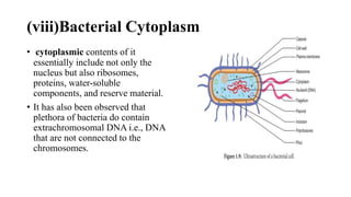 Bacteria ppt | PPTX
