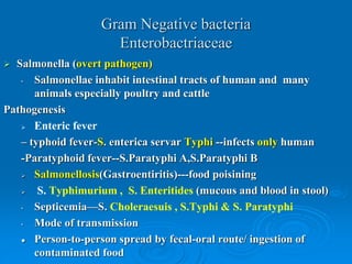 Bacteria ppt.ppt
