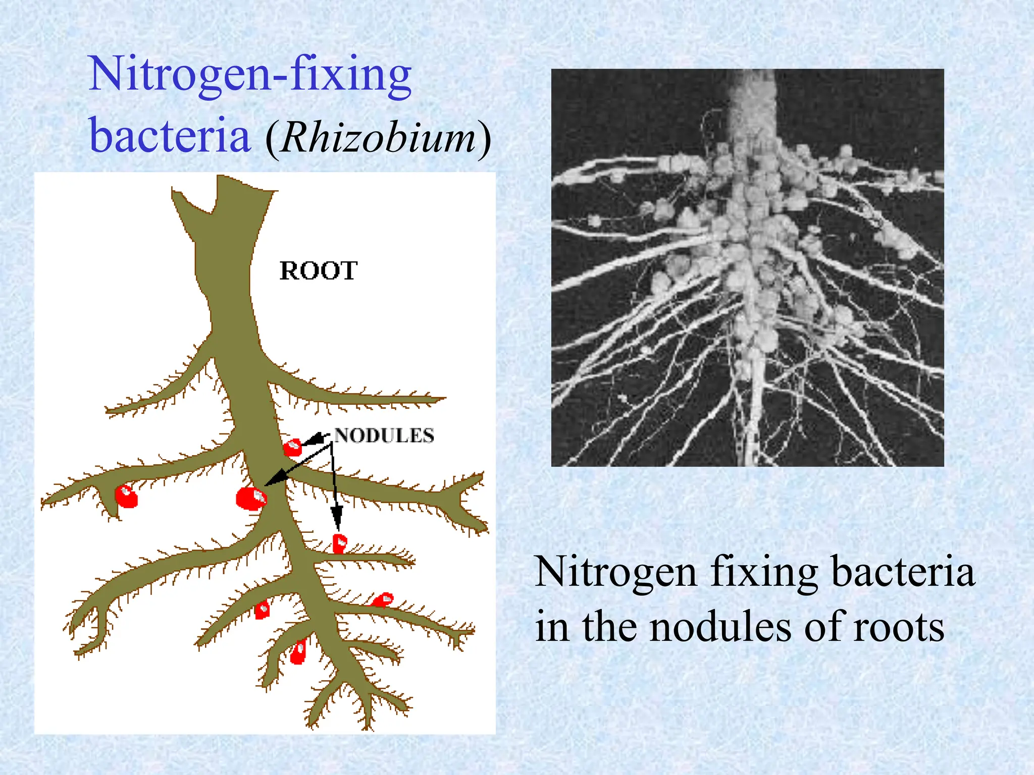 Nitrogen fixing bacteria
in the nodules of roots
Nitrogen-fixing
bacteria (Rhizobium)
 