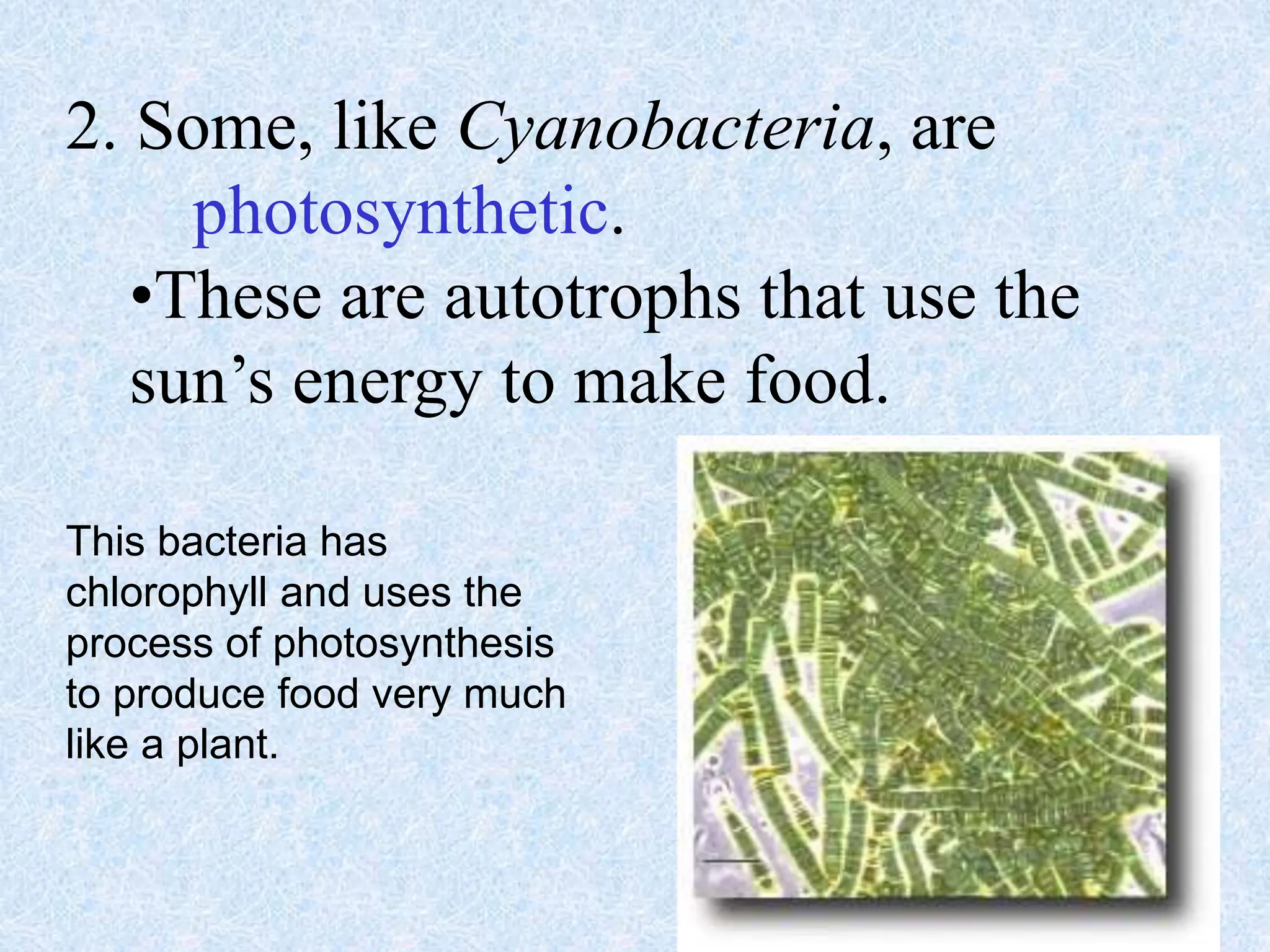 2. Some, like Cyanobacteria, are
photosynthetic.
•These are autotrophs that use the
sun’s energy to make food.
This bacteria has
chlorophyll and uses the
process of photosynthesis
to produce food very much
like a plant.
 