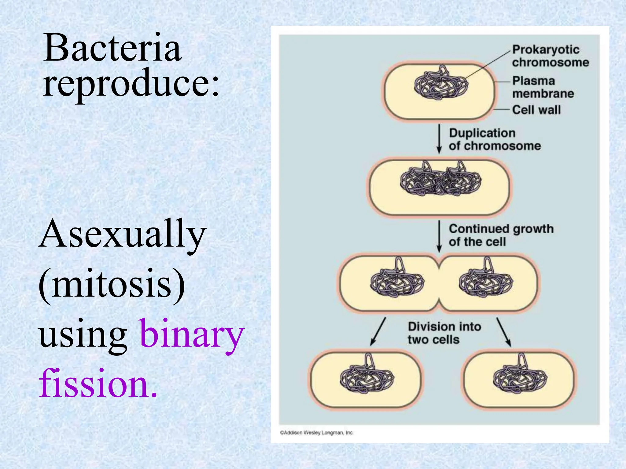 Bacteria
reproduce:
Asexually
(mitosis)
using binary
fission.
 