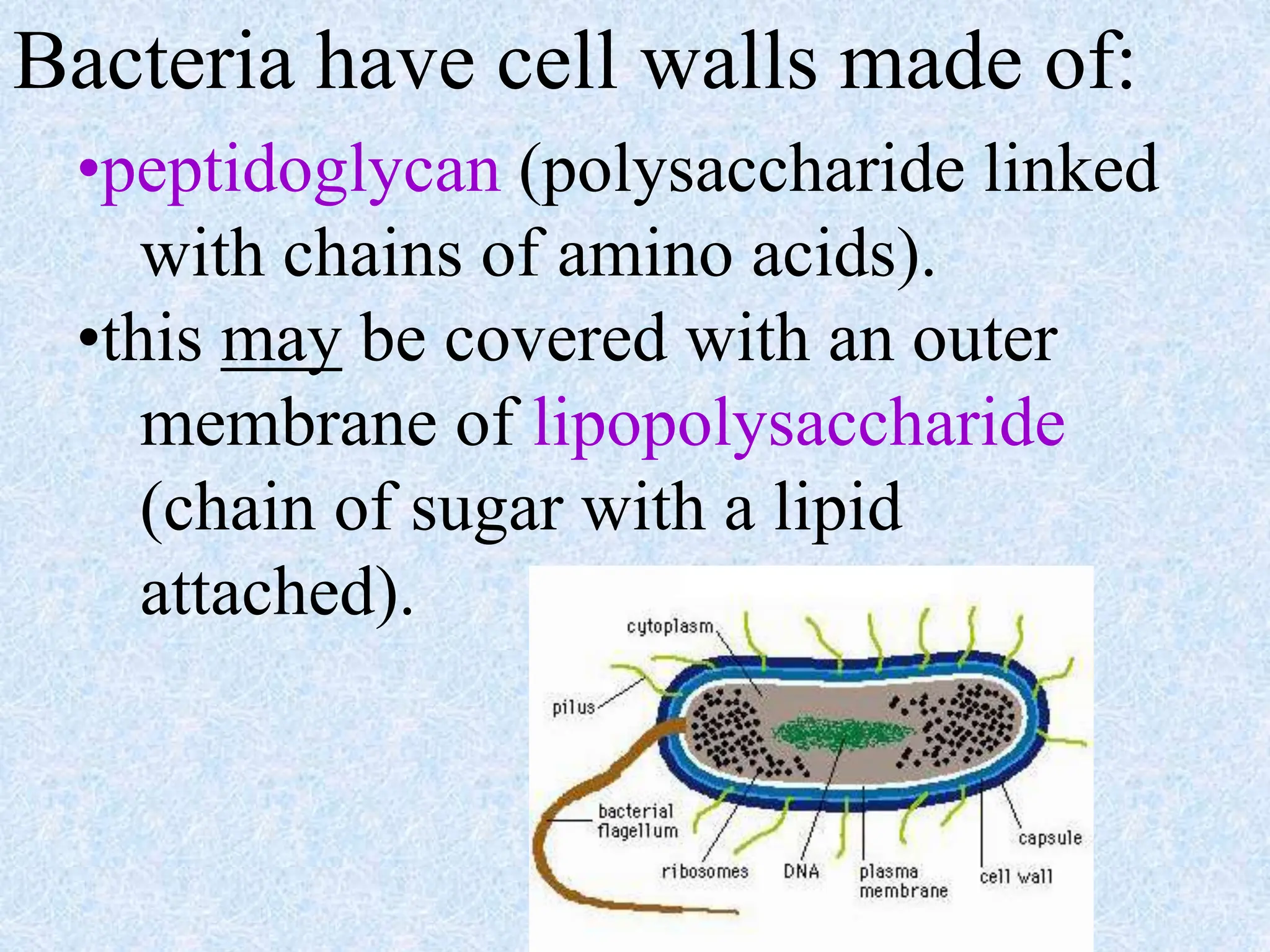 Bacteria have cell walls made of:
•peptidoglycan (polysaccharide linked
with chains of amino acids).
•this may be covered with an outer
membrane of lipopolysaccharide
(chain of sugar with a lipid
attached).
 