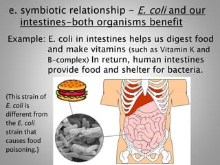 e. symbiotic relationship - E. coli and our
intestines-both organisms benefit
Example: E. coli in intestines helps us digest food
and make vitamins (such as Vitamin K and
B-complex) In return, human intestines
provide food and shelter for bacteria.
(This strain of
E. coli is
different from
the E. coli
strain that
causes food
poisoning.)
 