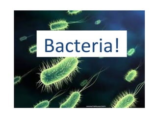 Bacteria! 
