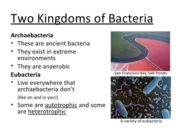 5 Two Kingdoms Of Bacteria 5 Two Kingdoms Of Bacteria