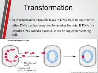 Introduction to Bacteria .. | PPTX