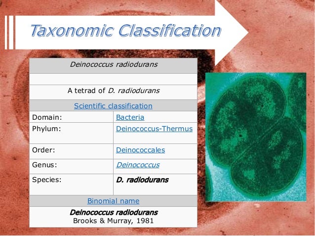 Deinococcus Radiodurans Bacteria – UKOBBQ