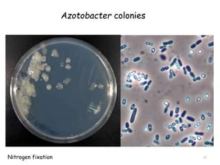 Azotobacter colonies
17
Nitrogen fixation
 