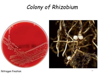 Colony of Rhizobium
19
Nitrogen fixation
 