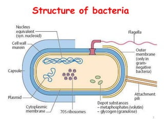 Structure of bacteria
2
 