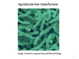 Agrobacterium tumefaciens
21
Usage in Genetic engineering and Biotechnology
 