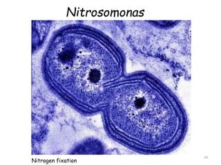Nitrosomonas
24
Nitrogen fixation
 