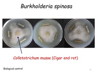 Burkholderia spinosa
Colletotrichum musae (Cigar end rot)
25
Biological control
 