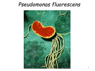 Pseudomonas fluorescens
27
 