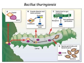 Bacillus thuringiensis
30
 