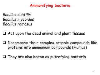 Ammonifying bacteria
Bacillus subtilis
Bacillus mycoides
Bacillus ramosus
 Act upon the dead animal and plant tissues
 Decompose their complex organic compounds like
proteins into ammonium compounds (Humus)
 They are also known as putrefying bacteria
32
 