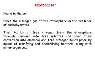 Found in the soil
Fixes the nitrogen gas of the atmosphere in the presence
of carbohydrates
This fixation of free nitrogen from the atmosphere
through ammonia into free nitrates and again their
conversion into ammonia and free nitrogen takes place by
means of nitrifying and denitrifying bacteria, along with
other organisms
33
Azotobacter
 