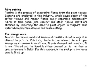 Fibre retting
Retting is the process of separating fibres from-the plant tissues.
Bacteria are employed in this industry, which cause decay of the
softer tissues and render fibres easily separable mechanically.
Fibres of flax, hemp, jute, coconut and other fibrous plants are
obtained by immersing the specific plant organs in stagnant pond
water where bacteria develop and cause retting.
The sewage work
In order to remove solid and semi-solid constituents of sewage it is
allowed to putrify. Putrifying bacteria are allowed to act upon
sewage under anaerobic conditions. It gets decayed and liquefied. It
is now filtered and the liquid is either drained out to the river or
used as manure in fields. For this purpose, in the soak pits the horse
dung is filled up.
36
 
