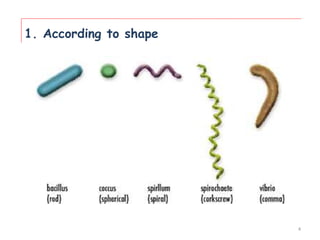 1. According to shape
4
 