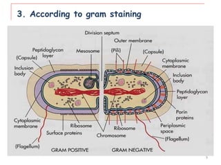 3. According to gram staining
9
 