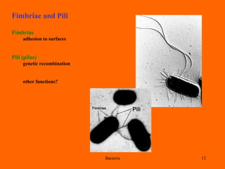 Bacteria & prokaryotes | PPT