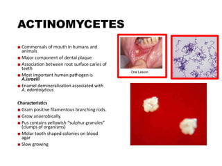 BACTERIA RELEVANT TO DENTISTRY………………pptx | PPTX