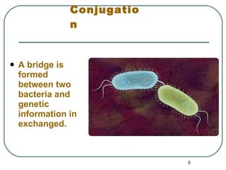 Conjugation A bridge is formed between two bacteria and genetic information in exchanged. 