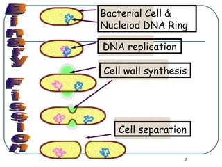 Bacterial Cell & Nucleiod DNA Ring DNA replication Cell wall synthesis Cell separation Binary Fission