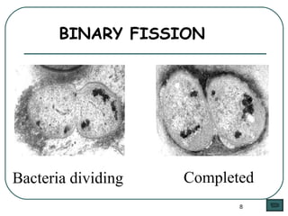 BINARY FISSION Bacteria dividing Completed