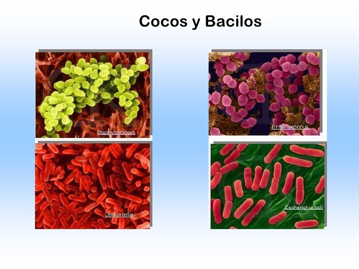 Bacterias