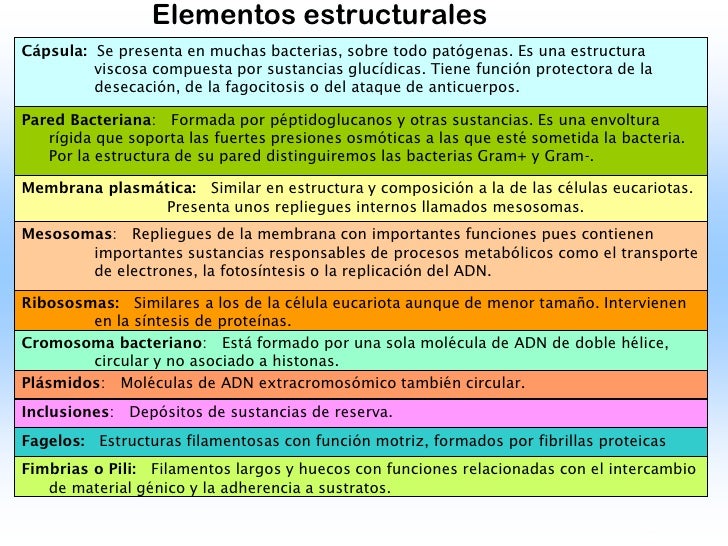Bacterias