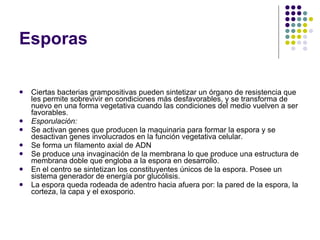 Esporas Ciertas bacterias grampositivas pueden sintetizar un órgano de resistencia que les permite sobrevivir en condiciones más desfavorables, y se transforma de nuevo en una forma vegetativa cuando las condiciones del medio vuelven a ser favorables.  Esporulación:  Se activan genes que producen la maquinaria para formar la espora y se desactivan genes involucrados en la función vegetativa celular.  Se forma un filamento axial de ADN  Se produce una invaginación de la membrana lo que produce una estructura de membrana doble que engloba a la espora en desarrollo.  En el centro se sintetizan los constituyentes únicos de la espora. Posee un sistema generador de energía por glucólisis.  La espora queda rodeada de adentro hacia afuera por: la pared de la espora, la corteza, la capa y el exosporio.  