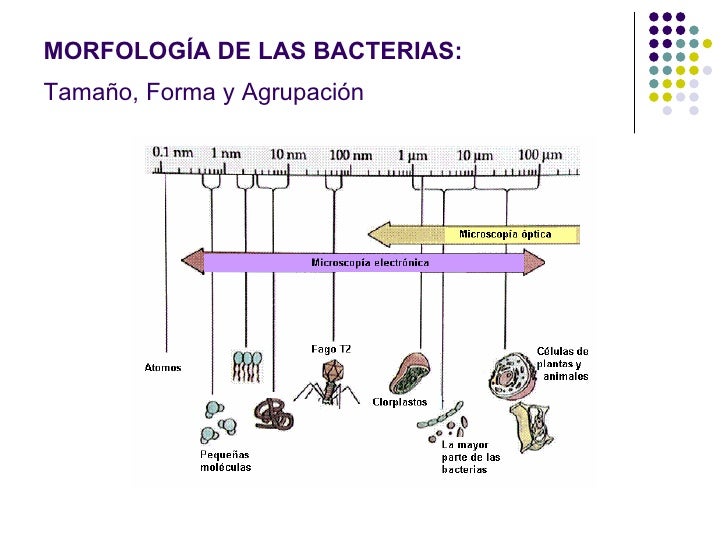 Bacterias
