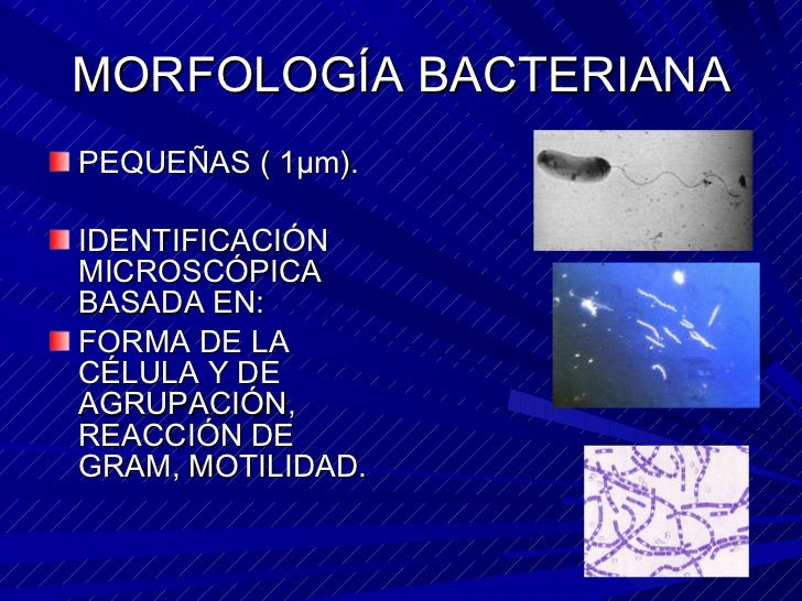 Morfología Bacteriana _ morfología y estructura bacteriana – WDPBV