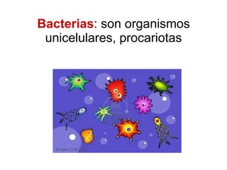 Bacterias : son organismos unicelulares, procariotas 