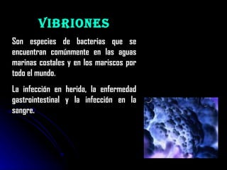 Vibriones Son especies de bacterias que se encuentran comúnmente en las aguas marinas costales y en los mariscos por todo el mundo.  La infección en herida, la enfermedad gastrointestinal y la infección en la sangre. 