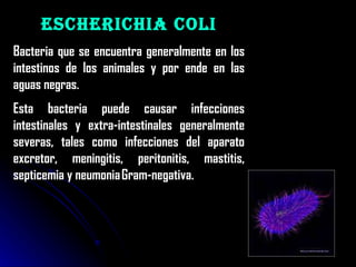 Escherichia Coli Bacteria que se encuentra generalmente en los intestinos de los animales y por ende en las aguas negras. Esta bacteria puede causar infecciones intestinales y extra-intestinales generalmente severas, tales como infecciones del aparato excretor, meningitis, peritonitis, mastitis, septicemia y neumonia Gram-negativa.   