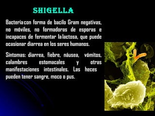 Shigella Bacteria con forma de bacilo Gram negativas, no móviles, no formadoras de esporas e incapaces de fermentar la lactosa, que puede ocasionar diarrea en los seres humanos.  Síntomas: diarrea,  fiebre,  náusea,   vómitos, calambres estomacales y otras manifestaciones intestinales. Las heces  pueden tener sangre, moco o pus.  
