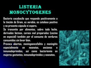 Listeria Monocytogenes Bacteria cocobacilo que responde positivamente a la tinción de Gram, es aerobio, es catalasa positivo y no presenta cápsula ni espora.  Se transmite por alimentos, sobre todo leche, derivados lácteos, carnes mal preparadas (cecina en especial) también por el consumo de verduras consumidas sin lavar bien. Provoca abortos, meningoencefalitis y meningitis especialmente en neonatos, ancianos e inmunodeprimidos, así como bacteriemia en mujeres gestantes, inmunodeprimidos y neonatos. 