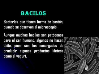 Bacilos Bacterias que tienen forma de bastón, cuando se observan al microscopio.  Aunque muchos bacilos son patógenos para el ser humano, algunos no hacen daño, pues son los encargados de producir algunos productos lácteos como el yogurt.  