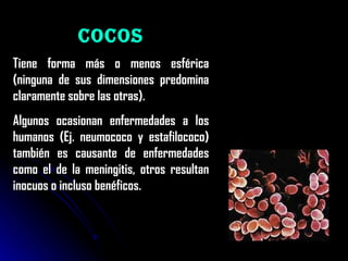 Cocos Tiene forma más o menos esférica (ninguna de sus dimensiones predomina claramente sobre las otras).  Algunos ocasionan enfermedades a los humanos (Ej. neumococo y estafilococo) también es causante de enfermedades como el de la meningitis, otros resultan inocuos o incluso benéficos.  