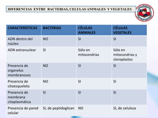 CELULAS EUCARIONTESCELULA  ANIMALCELULA VEGETAL