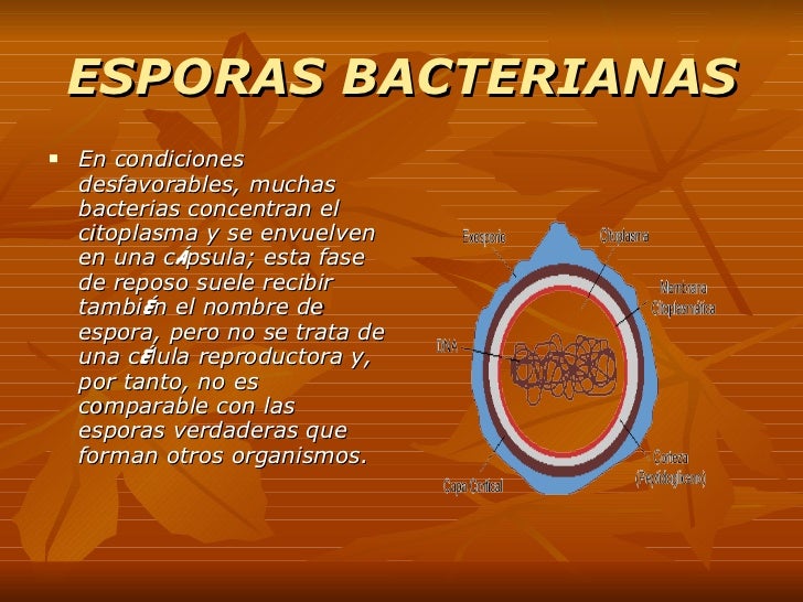 Bacterias