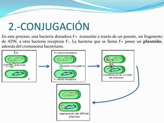 2.-CONJUGACIÓNEn este proceso, una bacteria donadora F+  transmite a través de un puente, un fragmento de ADN, a otra bacteria receptora F-. La bacteria que se llama F+ posee un plásmido, además del cromosoma bacteriano. 
