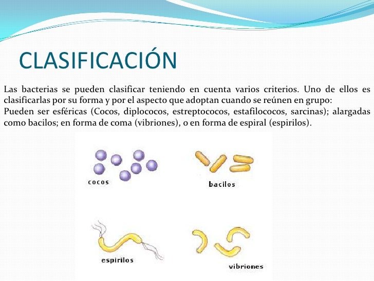 Bacterias(Modo básico)